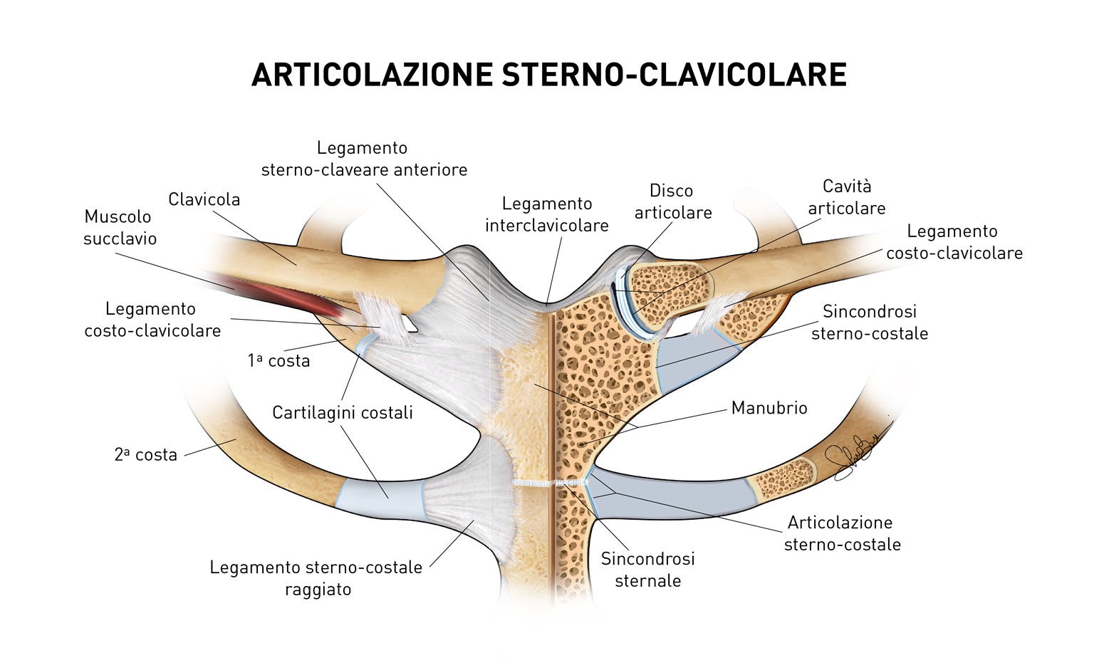 Fig. 1 - L'articolazione sterno-clavicolare